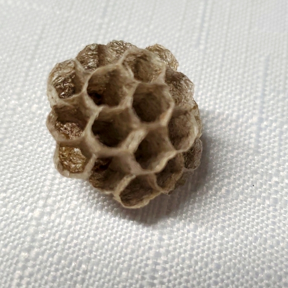 FOUND Real Wasps Nest Natural Nature Fragile Small Woodsy Decor Bee Tiny - Picture 9 of 14
